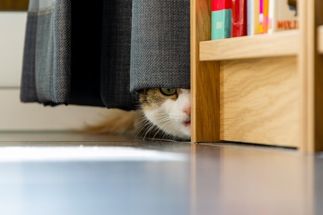 猫がおびえて懐かない!原因と対策を知ってリラックス!