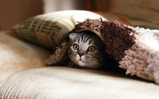 猫がおびえて懐かない!原因と対策を知ってリラックス!