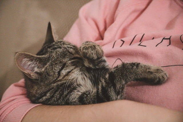 猫がおびえて懐かない!原因と対策を知ってリラックス!