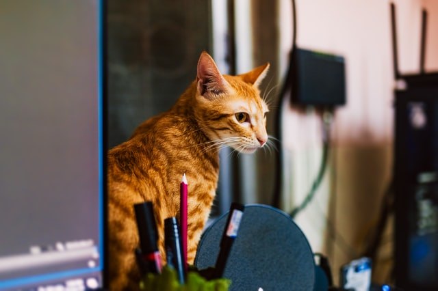 猫がおびえて懐かない!原因と対策を知ってリラックス!