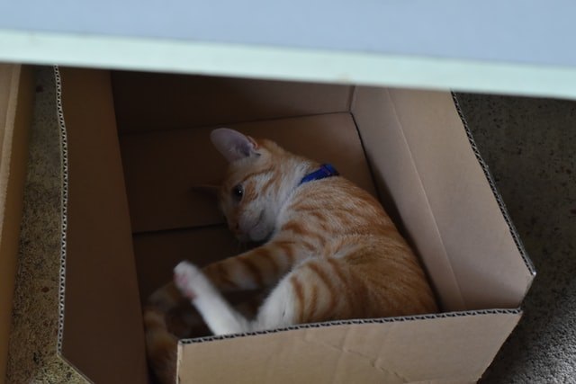 猫がおびえて懐かない!原因と対策を知ってリラックス!