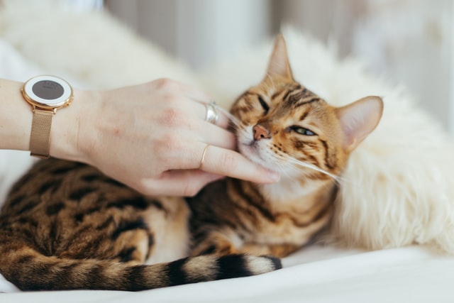 猫がおびえて懐かない!原因と対策を知ってリラックス!