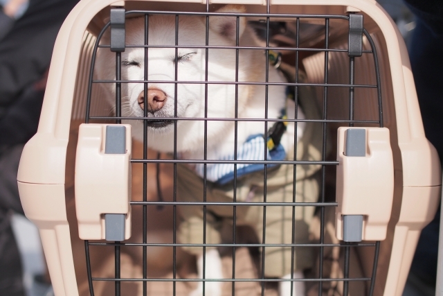 犬のクレートトレーニング!移動時や災害時も安心