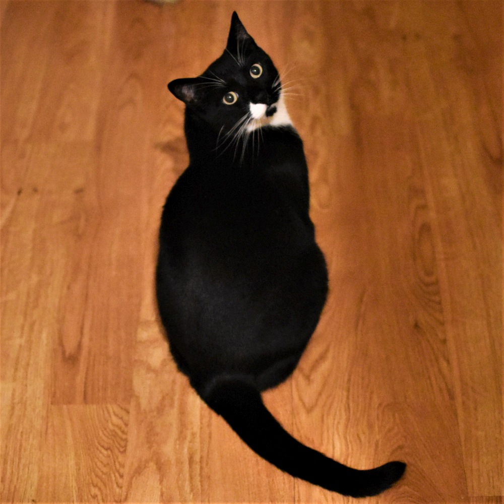 猫のしっぽの役割とは?しっぽを見れば猫の気持ちがわかる