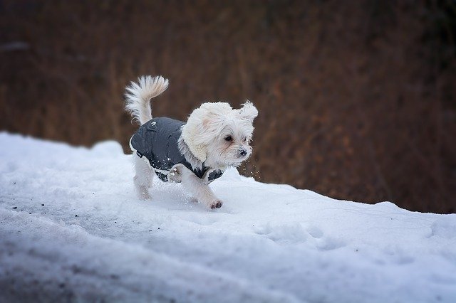 室内飼育の小型犬にも散歩は必要?散歩の効果や必要時間など紹介