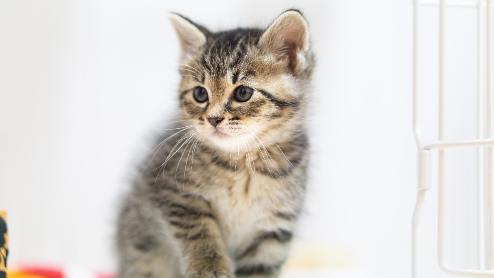 ウェットフードを活用して猫に快適な食事を