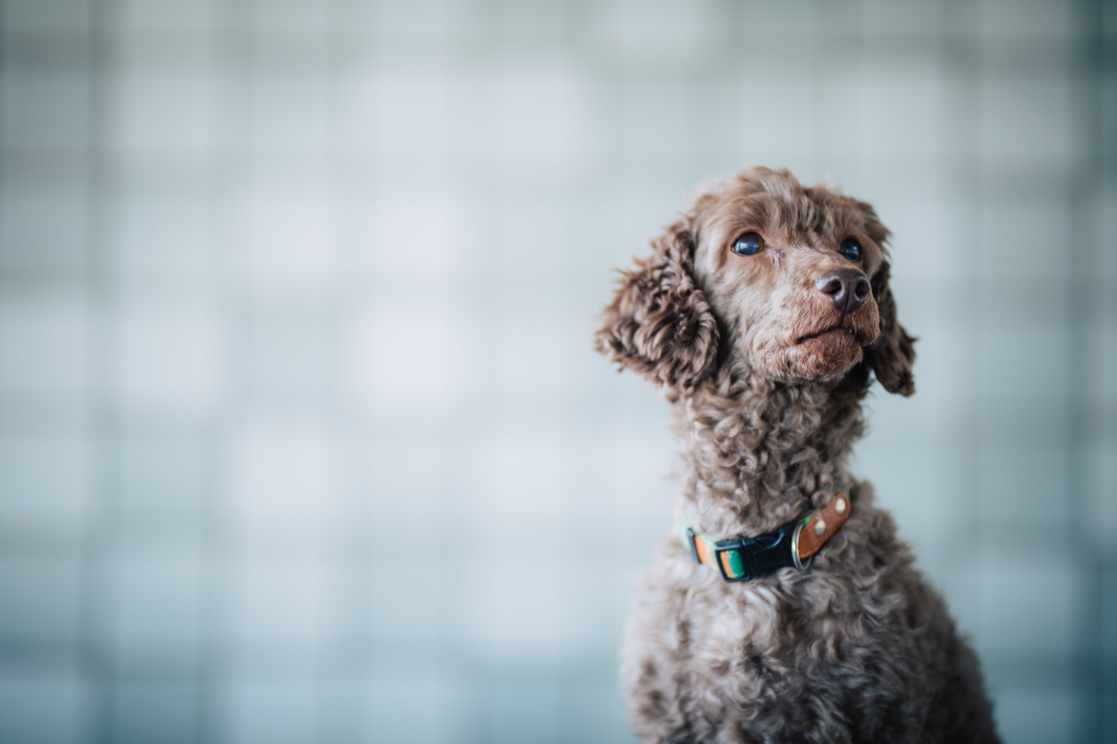 できれば予防を!犬の精巣腫瘍について解説!