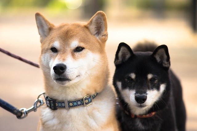 中型犬に毎日散歩は必要?必要性や時間など紹介