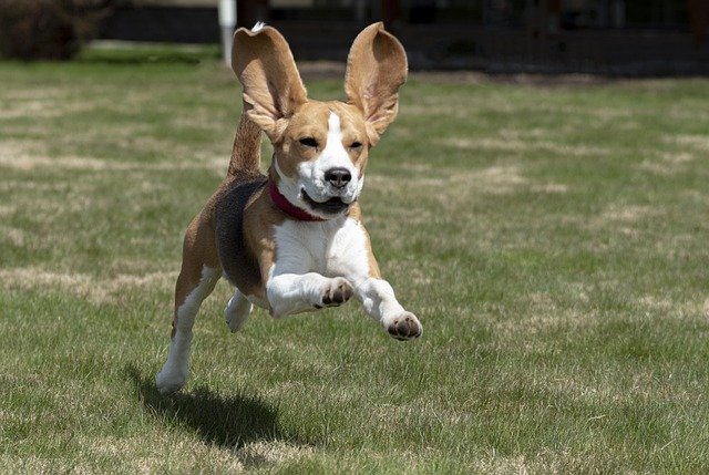 中型犬に毎日散歩は必要?必要性や時間など紹介