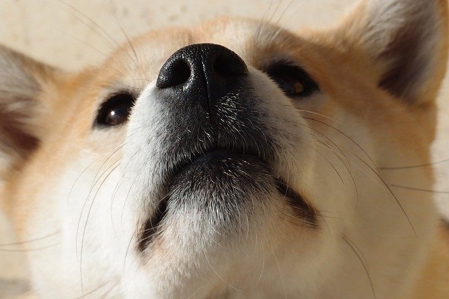 中型犬に毎日散歩は必要?必要性や時間など紹介