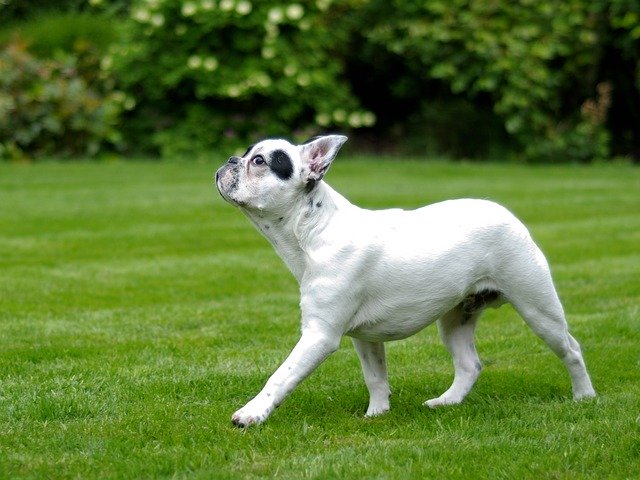 中型犬に毎日散歩は必要?必要性や時間など紹介