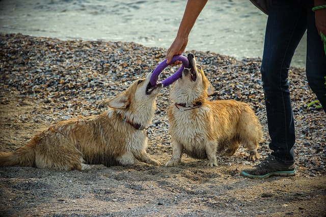 中型犬に毎日散歩は必要?必要性や時間など紹介