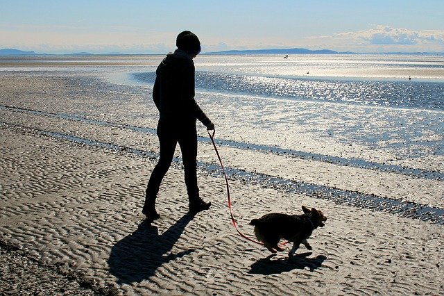 中型犬に毎日散歩は必要?必要性や時間など紹介