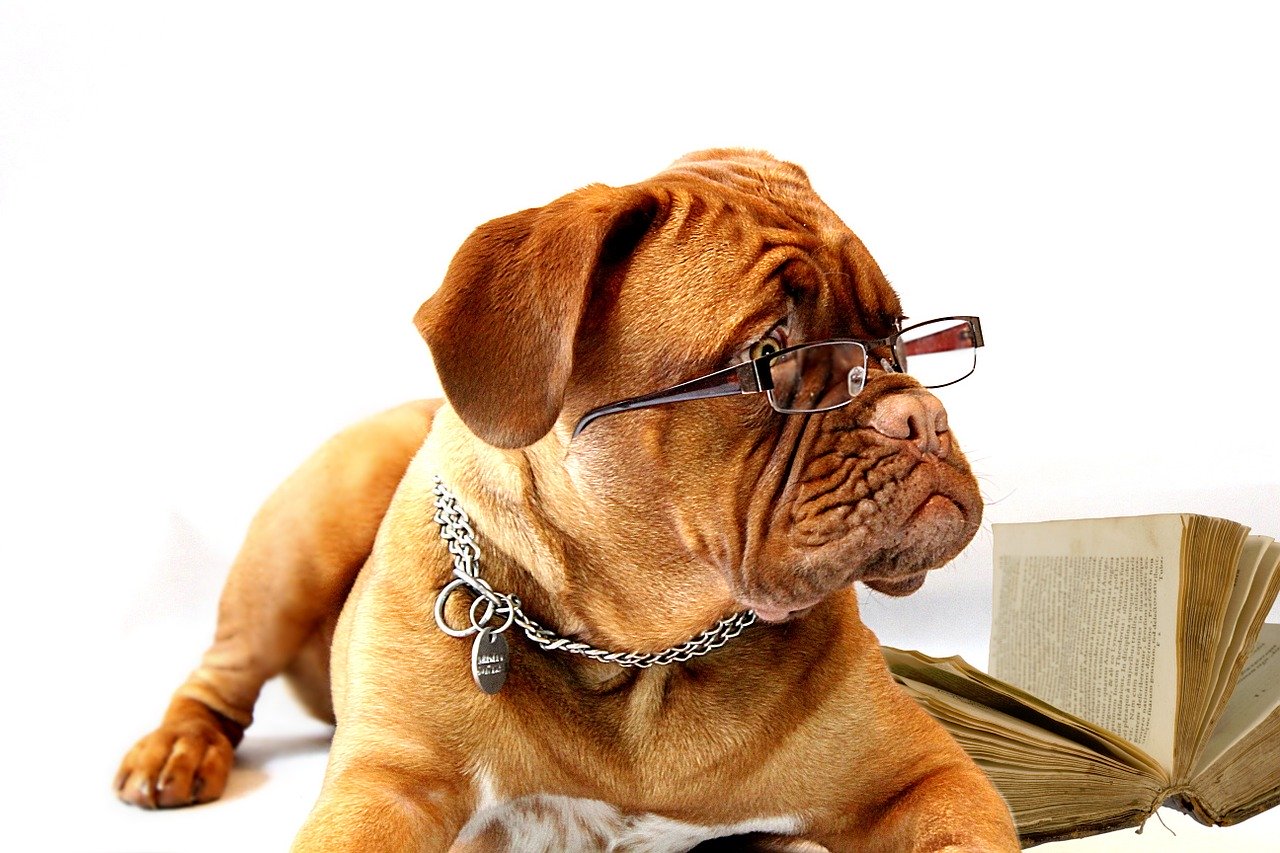 うちのこが認知症?犬の認知機能不全症候群について知りましょう