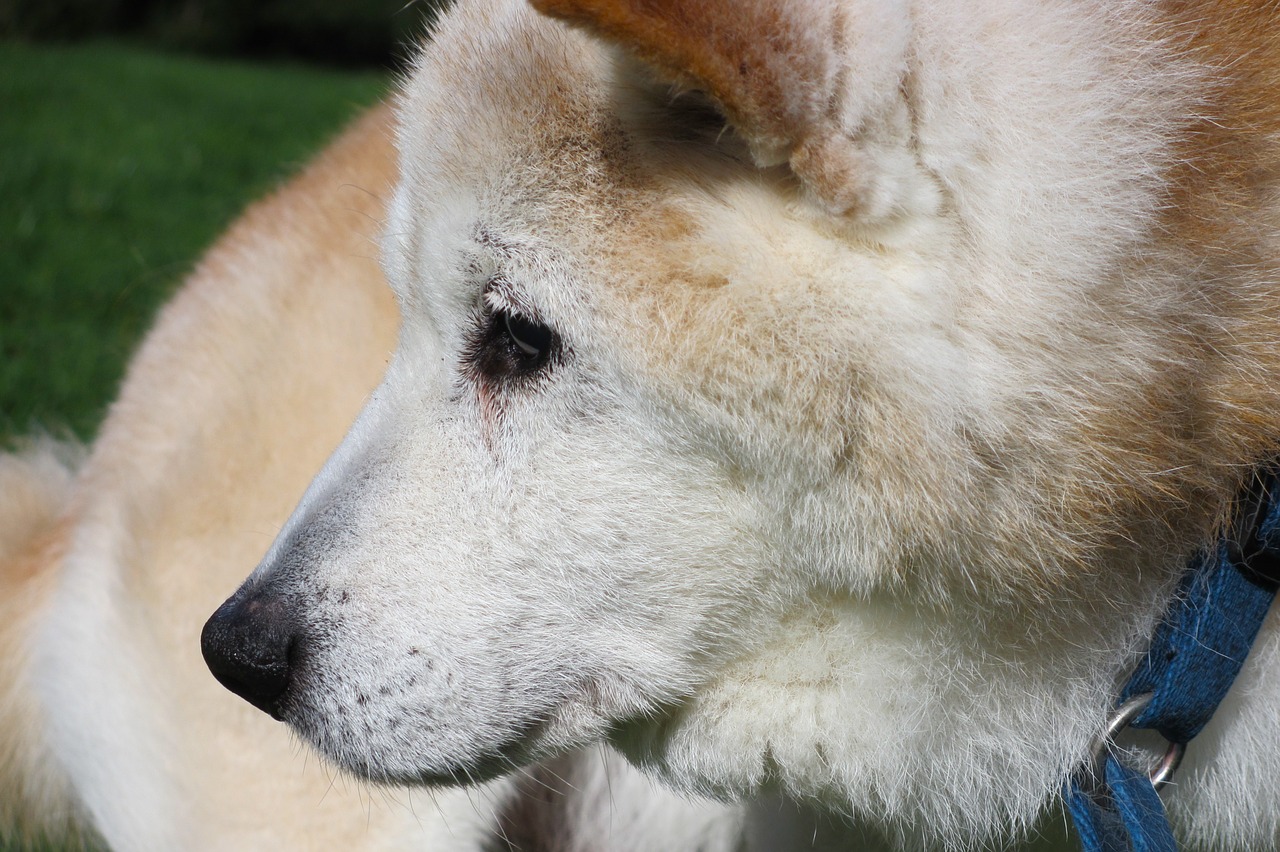 うちのこが認知症?犬の認知機能不全症候群について知りましょう