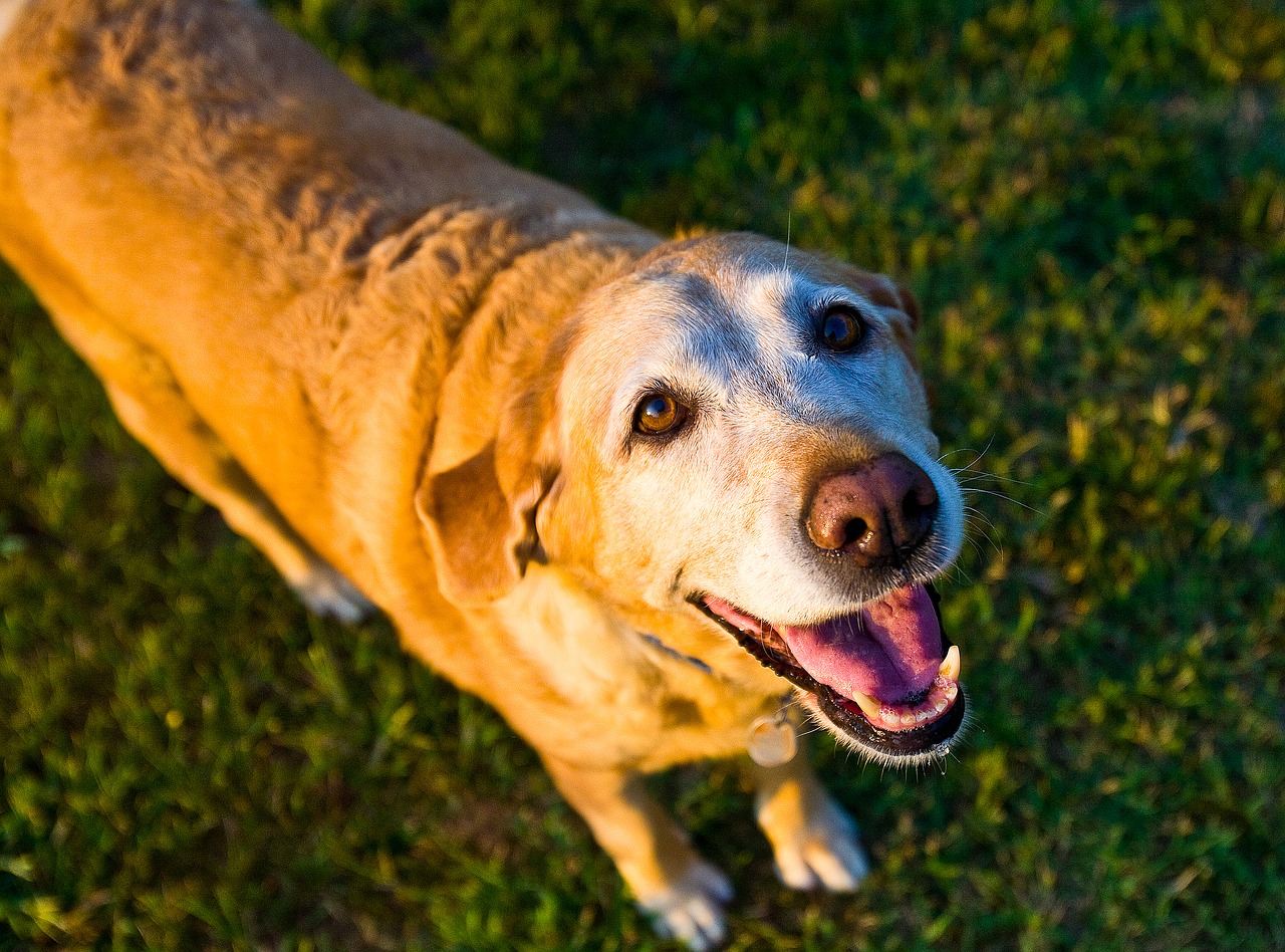 うちのこが認知症?犬の認知機能不全症候群について知りましょう