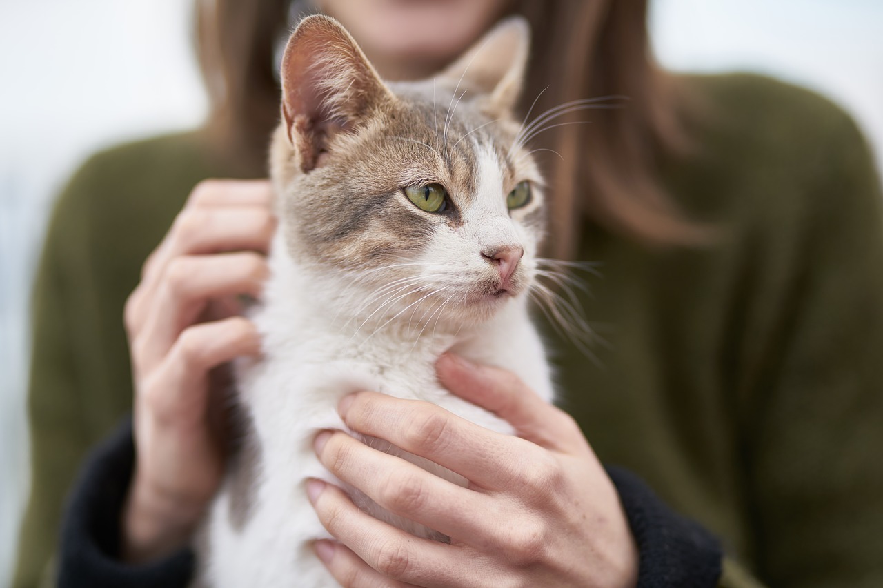 うちのこが認知症?猫の認知機能不全症候群について知りましょう