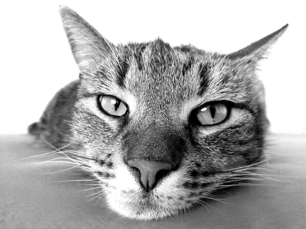 うちのこが認知症?猫の認知機能不全症候群について知りましょう