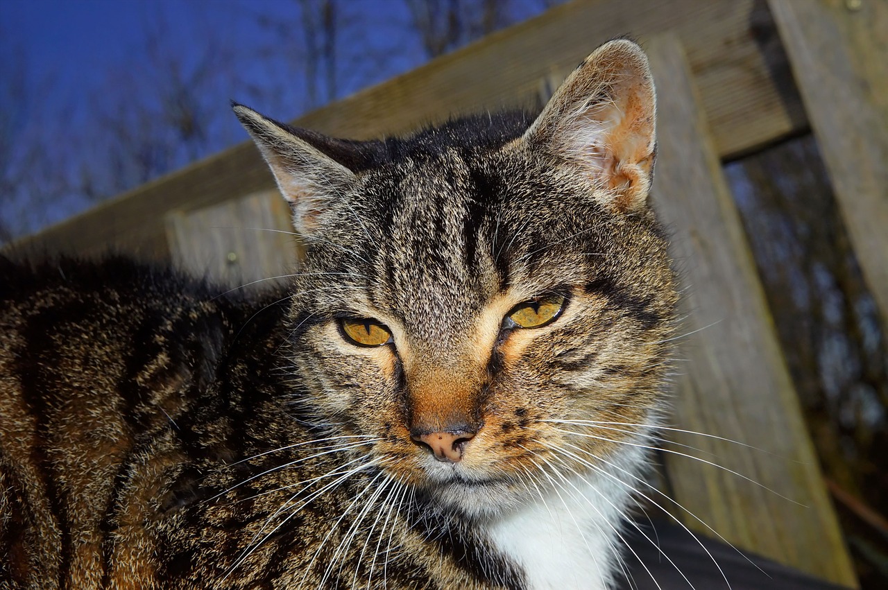 うちのこが認知症?猫の認知機能不全症候群について知りましょう