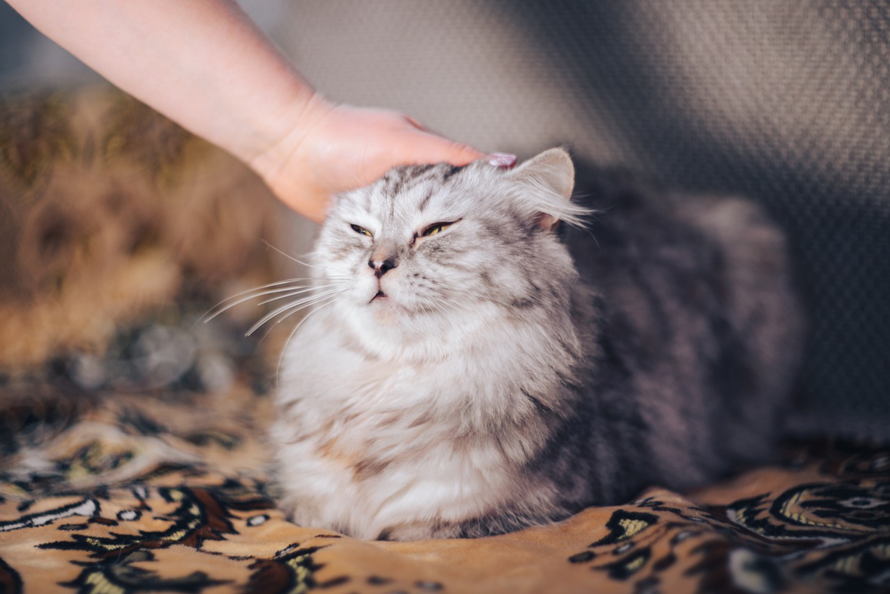 うちのこが認知症?猫の認知機能不全症候群について知りましょう