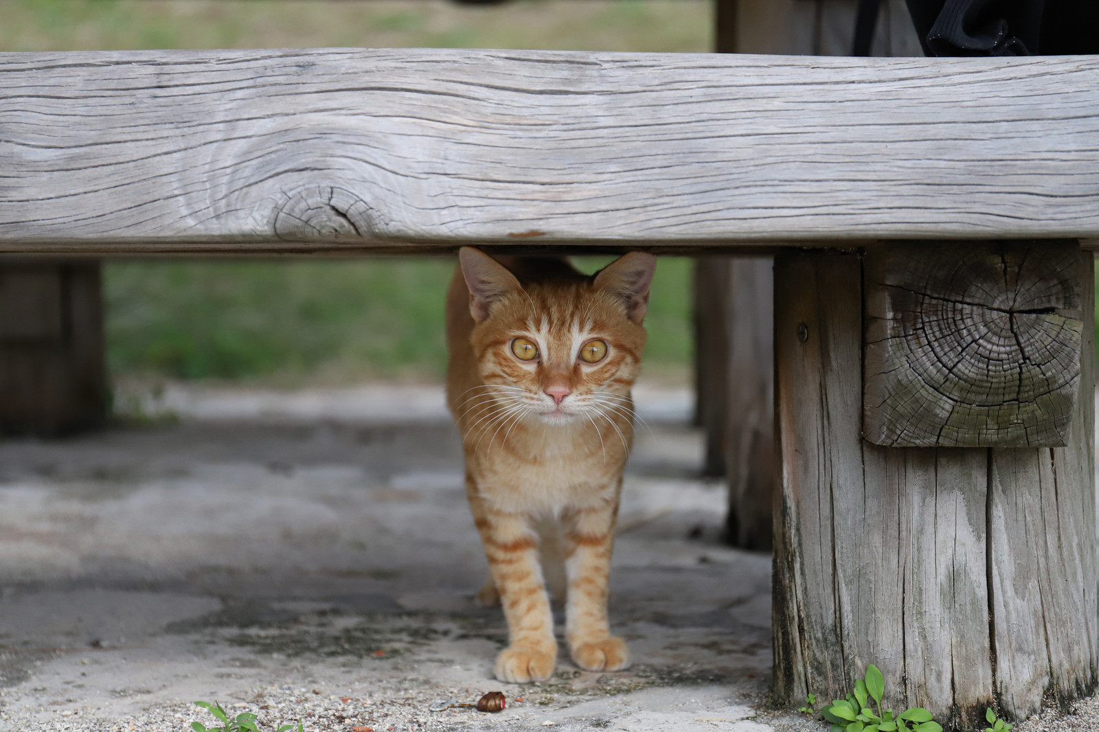 猫用クーラーってどんなもの?使い方のポイントもご紹介!
