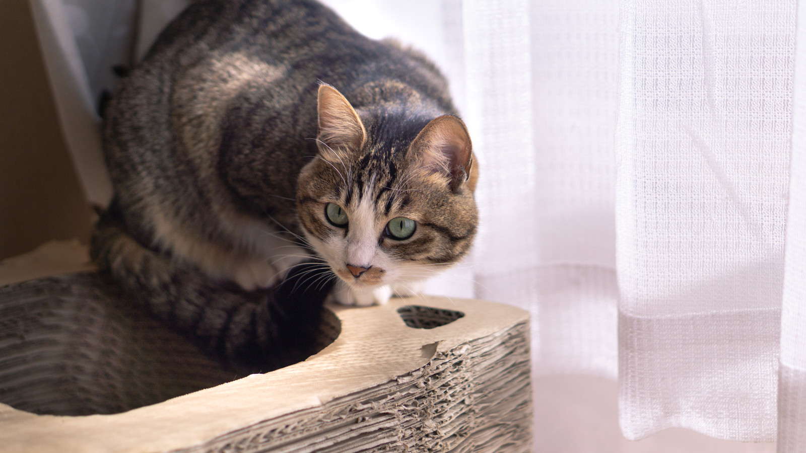 猫用クーラーってどんなもの?使い方のポイントもご紹介!
