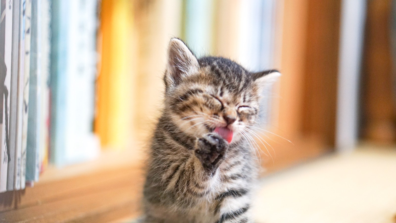 猫用クーラーってどんなもの?使い方のポイントもご紹介!