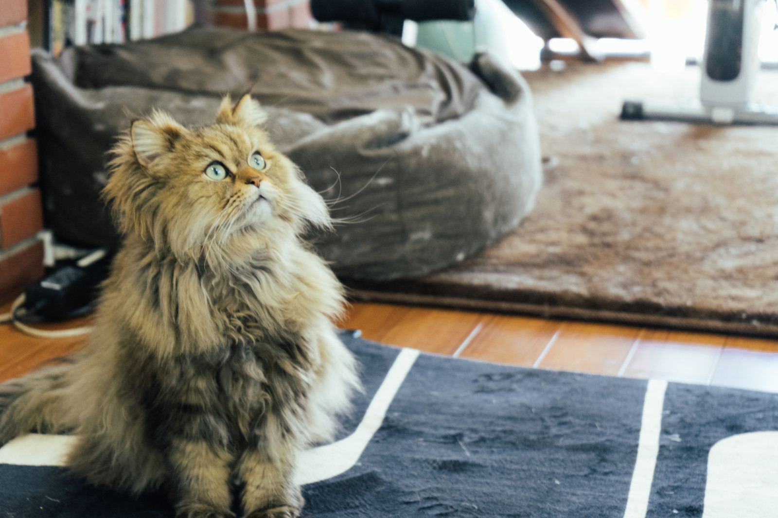 猫用クーラーってどんなもの?使い方のポイントもご紹介!