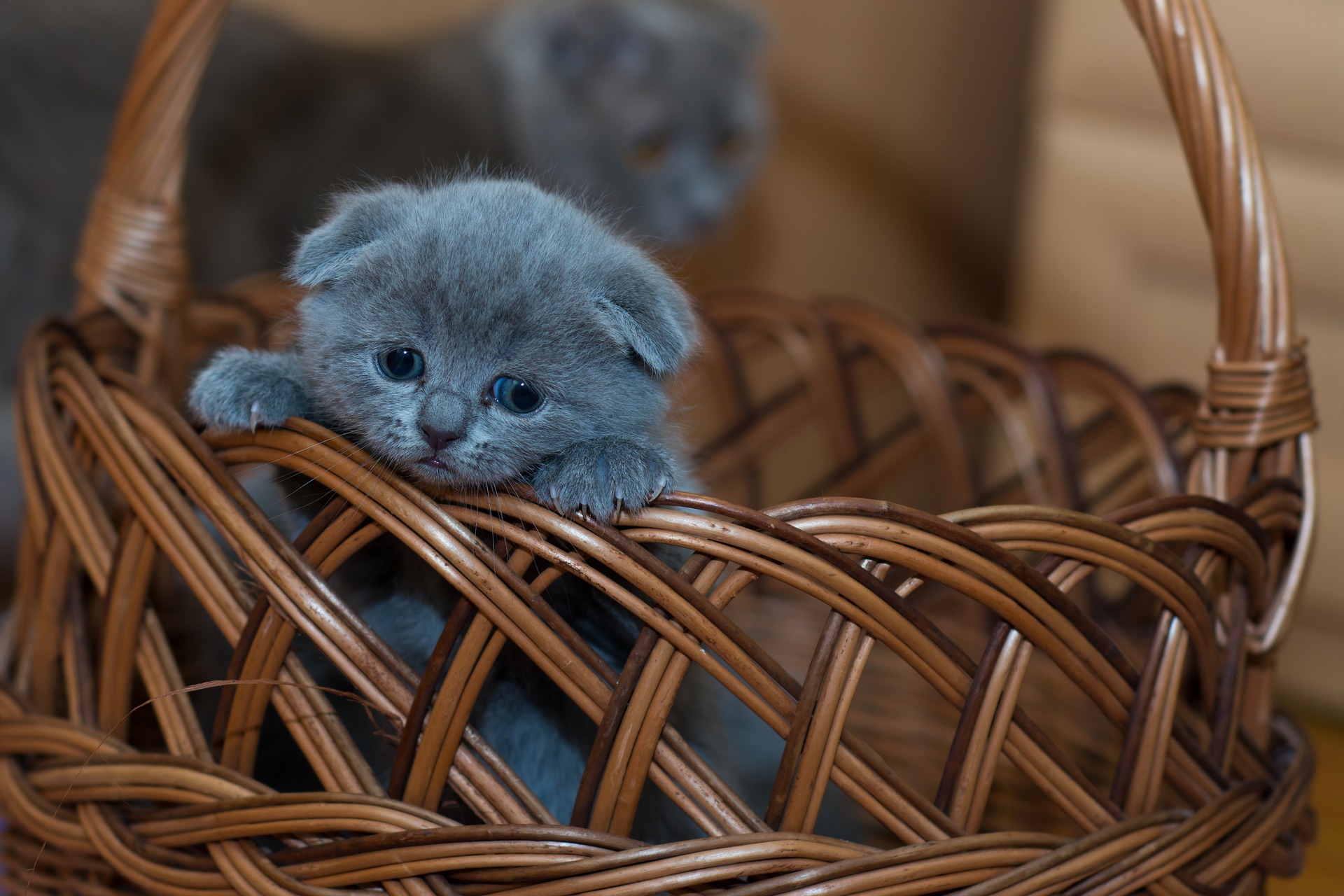 子猫を保護した時にすることは?ポイントを紹介
