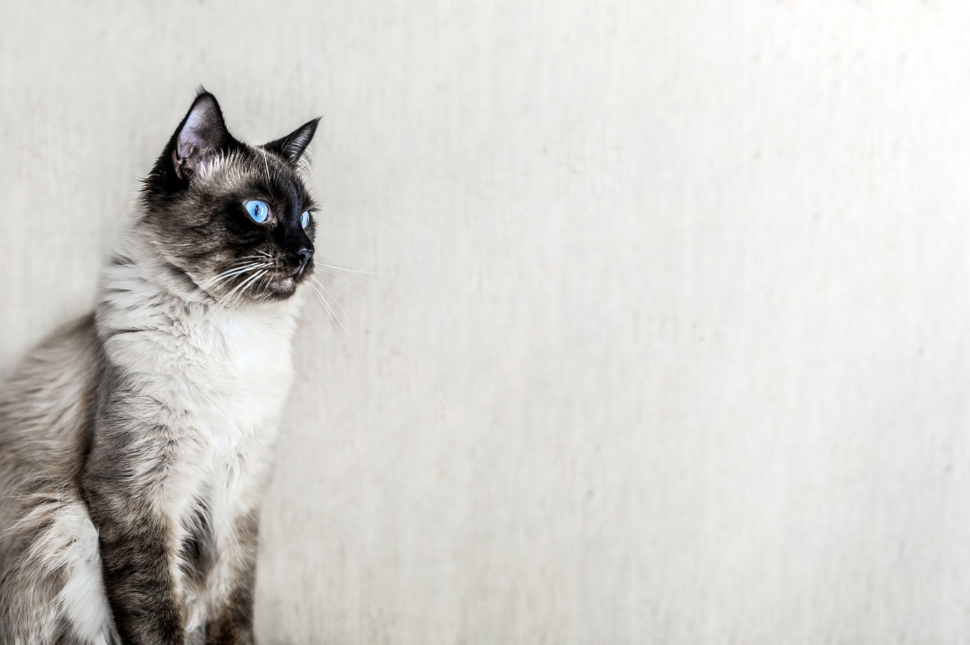 子猫を保護した時にすることは?ポイントを紹介