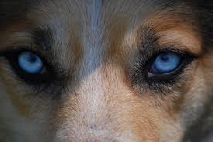犬のぶどう膜皮膚症候群って?どんな病気か徹底解説します!