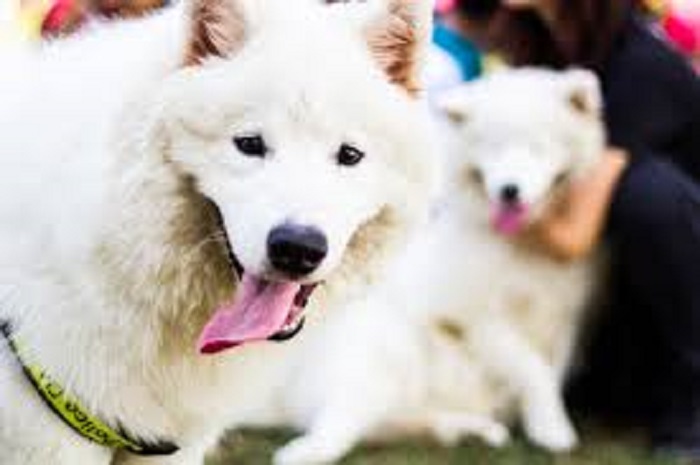犬のぶどう膜皮膚症候群って?どんな病気か徹底解説します!