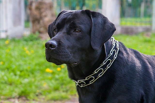 大型犬には毎日散歩が必要?散歩の意味や必要な回数など紹介