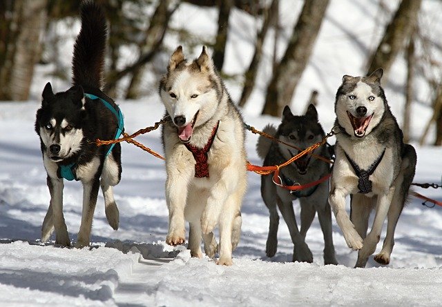 大型犬には毎日散歩が必要?散歩の意味や必要な回数など紹介