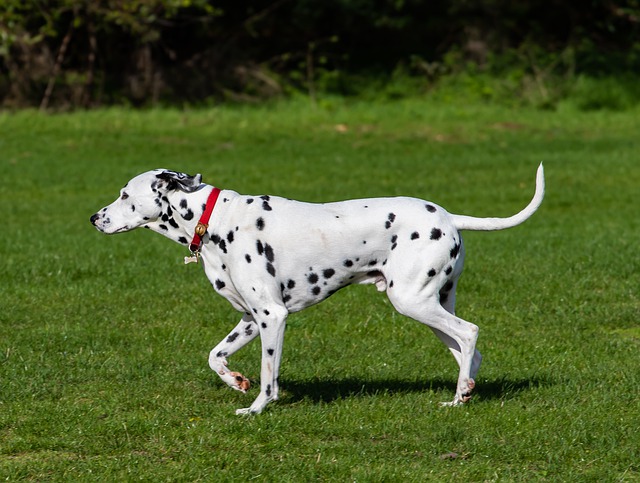 大型犬には毎日散歩が必要?散歩の意味や必要な回数など紹介