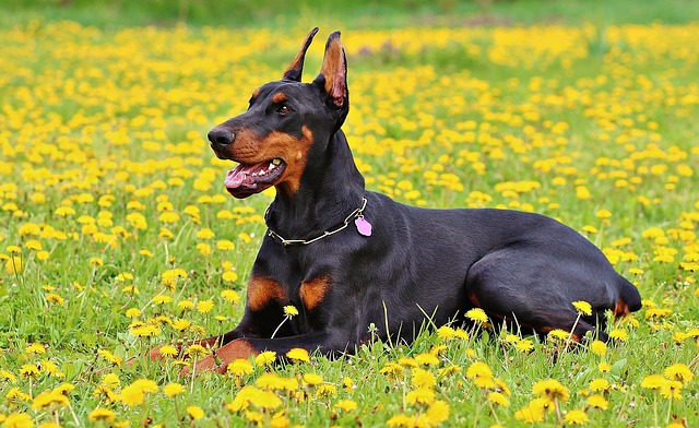 大型犬には毎日散歩が必要?散歩の意味や必要な回数など紹介