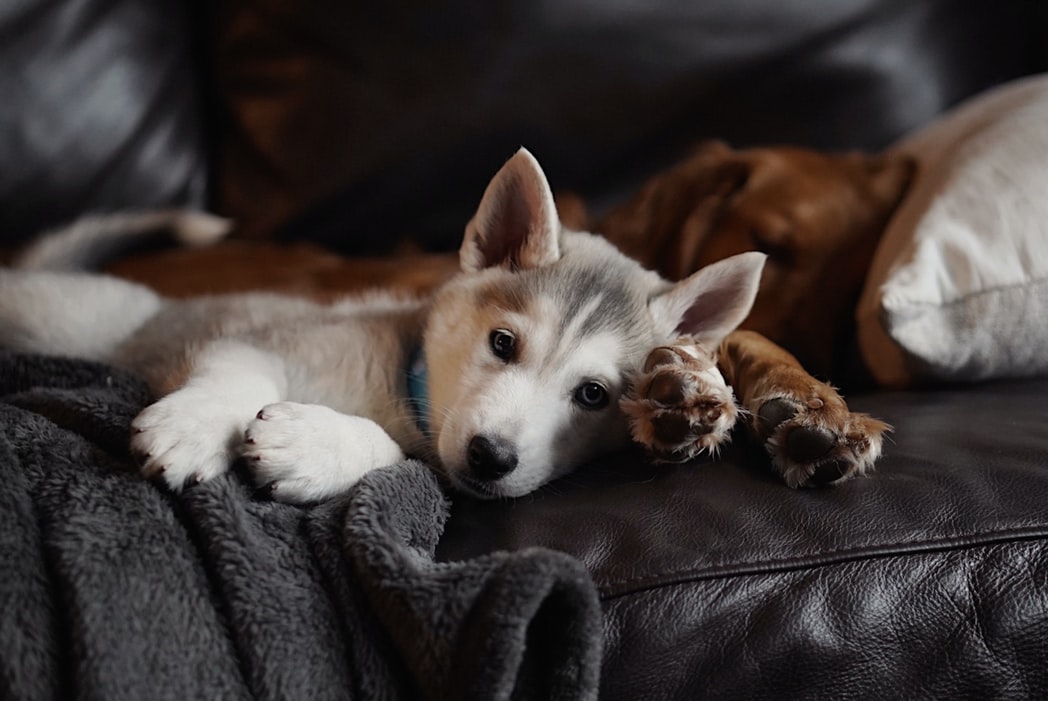 仔犬の体調不良、食欲不振と嘔吐・下痢