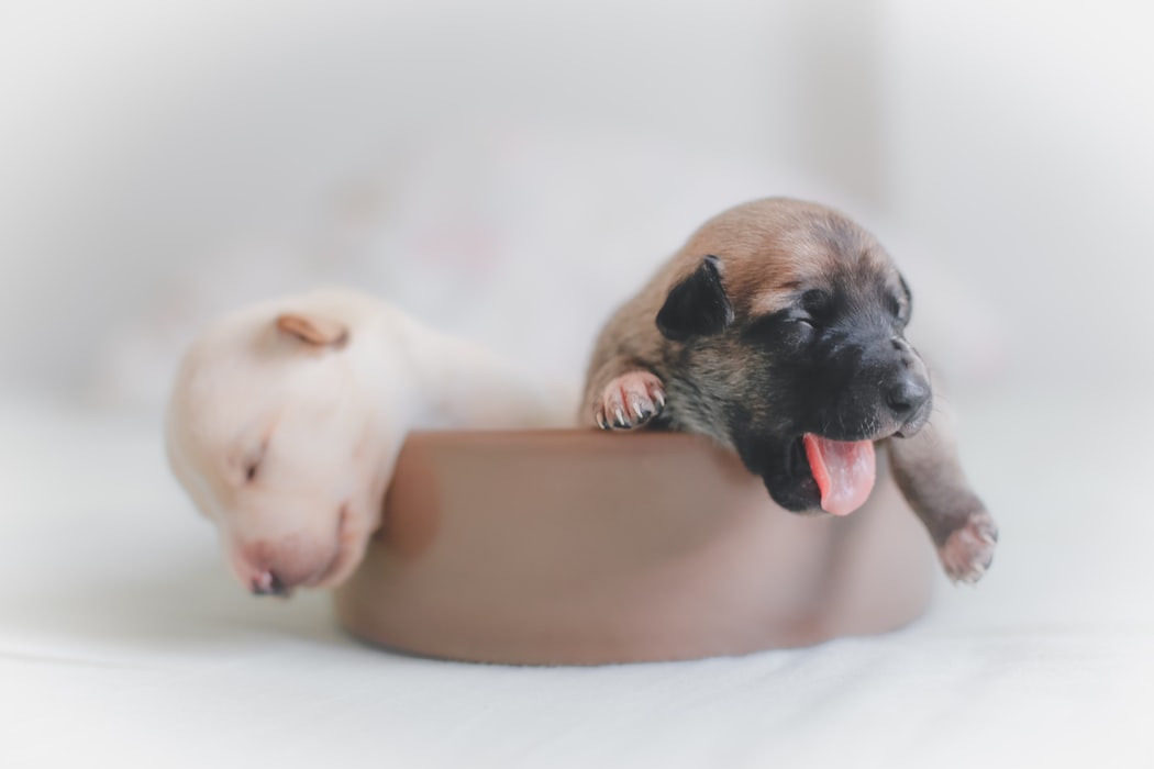 仔犬の体調不良、食欲不振と嘔吐・下痢