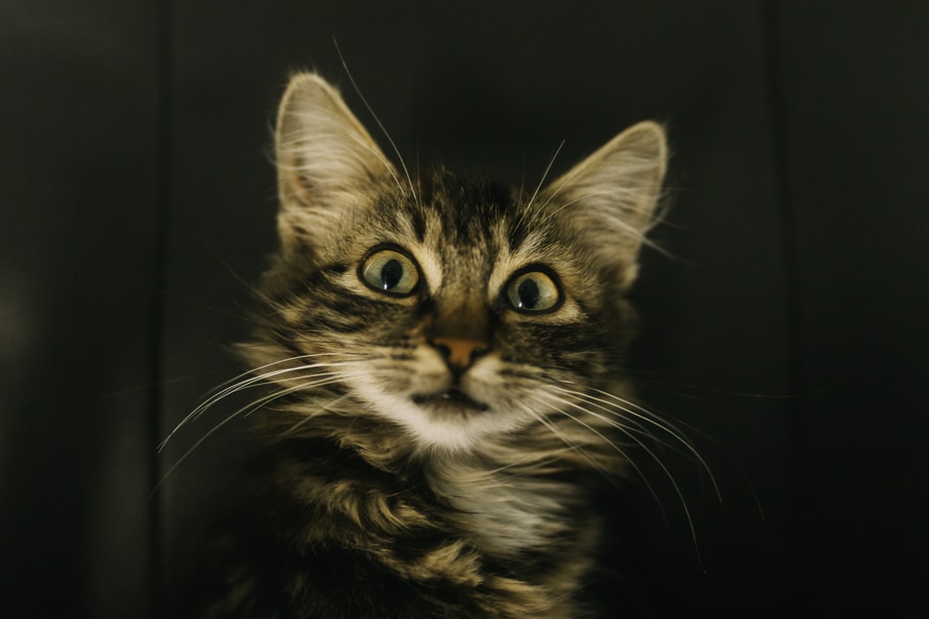 猫の肥満と食事療法