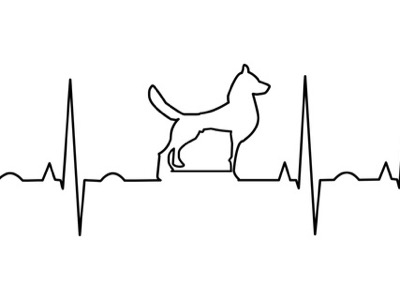 犬の肺高血圧症って何?どんな病気なのかを解説‼
