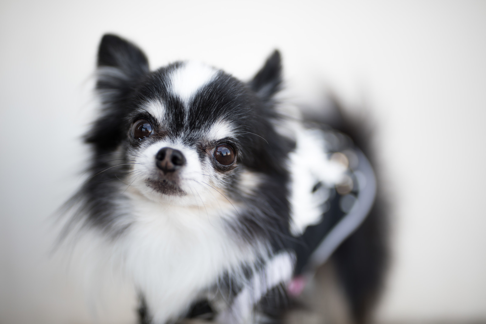 犬の肺高血圧症って何?どんな病気なのかを解説‼