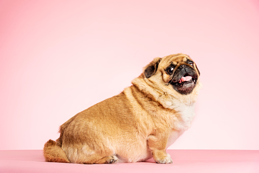 犬の肥満とは?!知らないと危ない!減量するにはどうしたらいい?