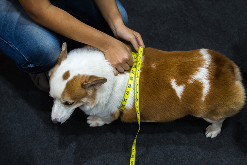 犬の肥満とは?!知らないと危ない!減量するにはどうしたらいい?
