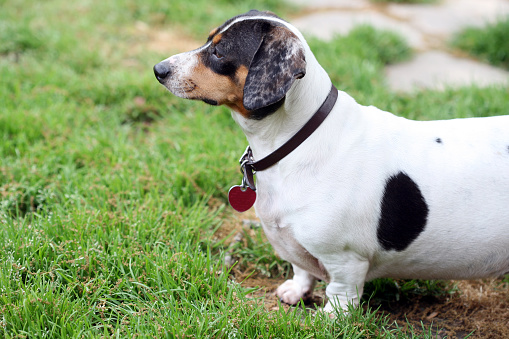 犬の肥満とは?!知らないと危ない!減量するにはどうしたらいい?