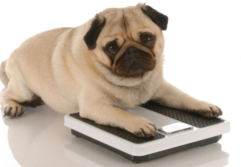 犬の肥満とは?!知らないと危ない!減量するにはどうしたらいい?