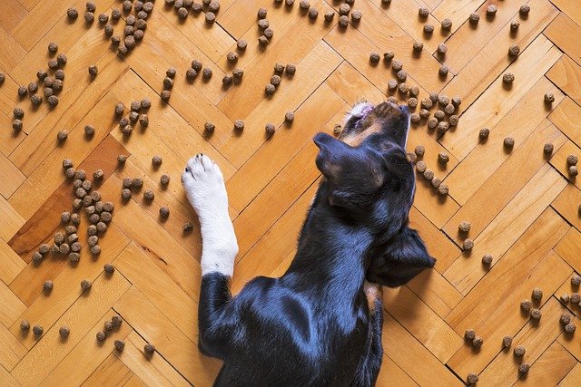 犬の肥満とは?!知らないと危ない!減量するにはどうしたらいい?