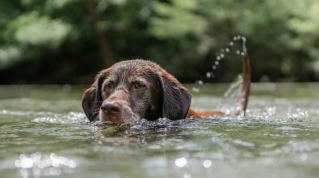 犬の肥満とは?!知らないと危ない!減量するにはどうしたらいい?