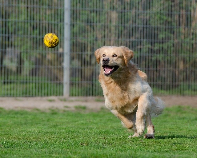 犬の肥満とは?!知らないと危ない！減量するにはどうしたらいい?