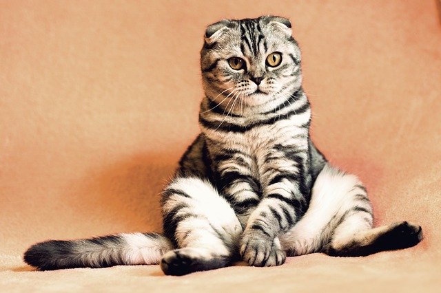 猫の飼い主様必見!猫に多い下部尿路疾患をしっかり予防しよう!