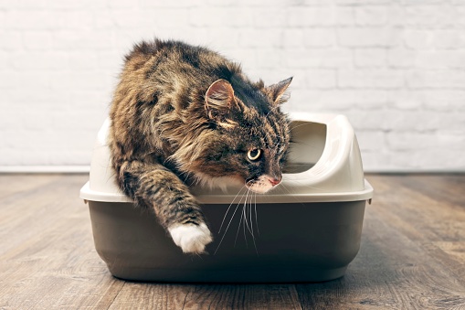 猫の飼い主様必見!猫に多い下部尿路疾患をしっかり予防しよう!